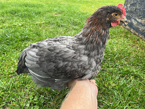 Blue copper marans kukk (2 foto / 2)