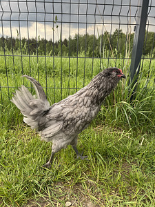 Ameraucana kuked tasuta (6 foto / 6)