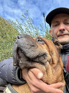 Shar Pei (4 foto / 6)