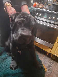 Shar Pei (6 foto / 6)