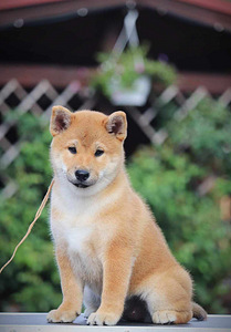 Shiba inu (5 foto no 7)