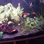 Akvaariumi taimed (foto #3)