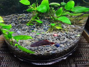Miniakvaarium 3,4l kaladega (2 foto / 3)