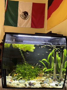 Akvaarium FLUVAL 57L (5 foto / 5)