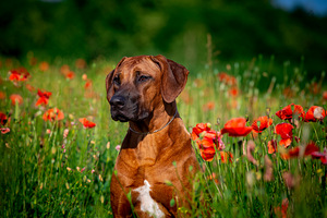 Rhodesian Ridgeback (5 foto / 8)