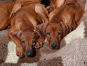 Rhodesian Ridgeback (2 foto / 8)