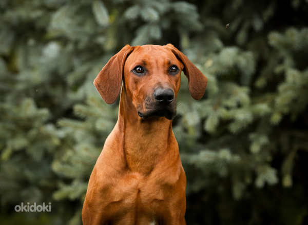 Rhodesian ridgeback