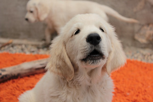 Golden Retriever Puppies (6 foto / 7)
