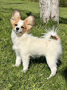 Papillon