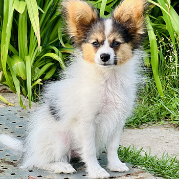 Papillon