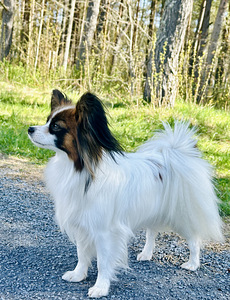 Papillon (2 foto / 5)