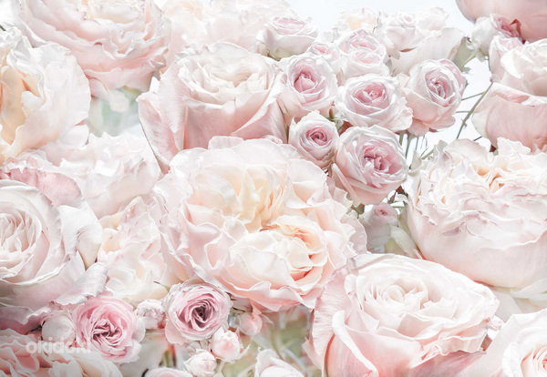 Fototapeet Komar Spring Roses, 368 cm x 254 cm