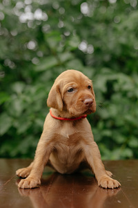 Vizsla / Ungari lühikarvalise linnukoera kutsikad (4 foto / 7)