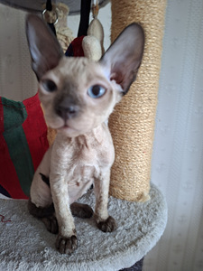 Don Sphynx kassipoeg (1 foto / 3)