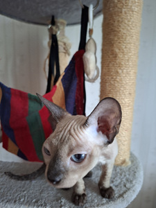 Don Sphynx kassipoeg (3 foto / 3)