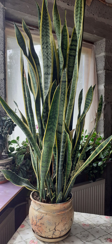 Sansevieria