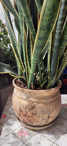 Sansevieria (2 foto / 2)
