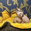Sfinksu kaķēni - bambino (foto #3)