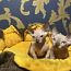 Sfinksu kaķēni - bambino (foto #5)