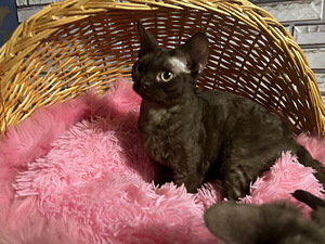 Meitene devon rex (3 foto no 10)