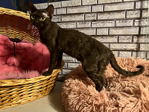 Meitene devon rex (4 foto no 10)