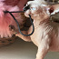 Котята канадского сфинкса- бамбино (фото #3)
