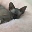 Котенок канадского сфинкса (фото #1)