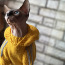 Sfinksas kaķēns (foto #3)