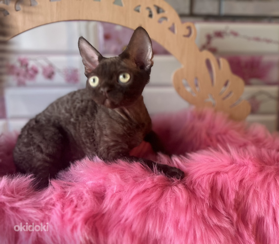 Мальчик девон рекса