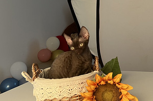Devonas reksa zēns (8 foto no 8)