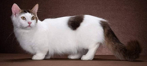 Munchkin/taks kass (10 foto / 10)