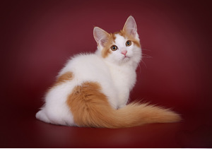 Munchkin / taks-kass (5 foto / 8)
