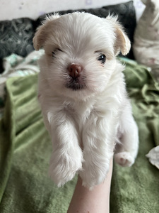 Maltese kutsikad (1 foto / 8)