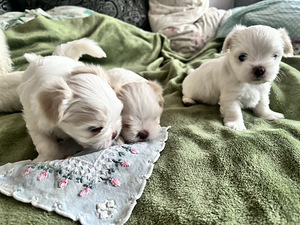 Maltese kutsikad (2 foto / 8)