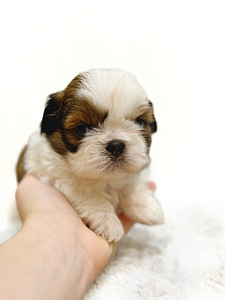 Kutsikad shih tzu (2 foto / 3)
