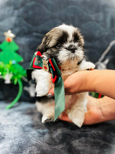 Shih Tzu kutsikad (1 foto / 4)