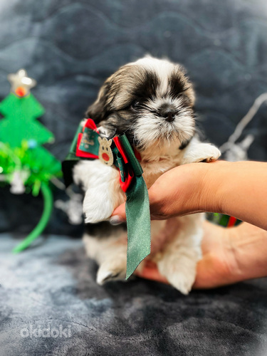 Shih Tzu kutsikad
