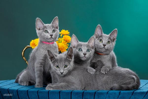 Vene sinised kassipojad (foto #2)