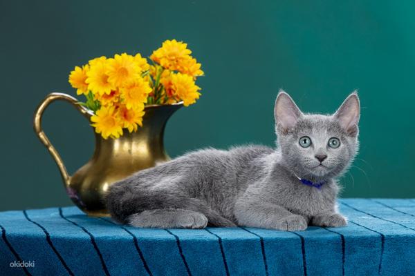 Русские голубые котята (фото #3)