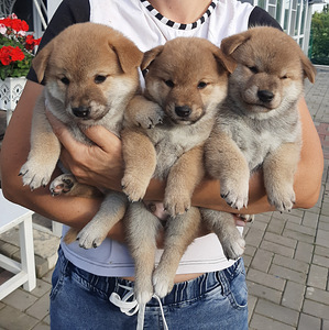 Shiba inu kutsikad (1 foto / 3)