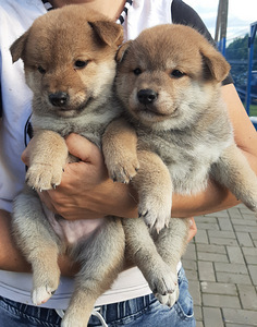Shiba inu kutsikad (2 foto / 3)
