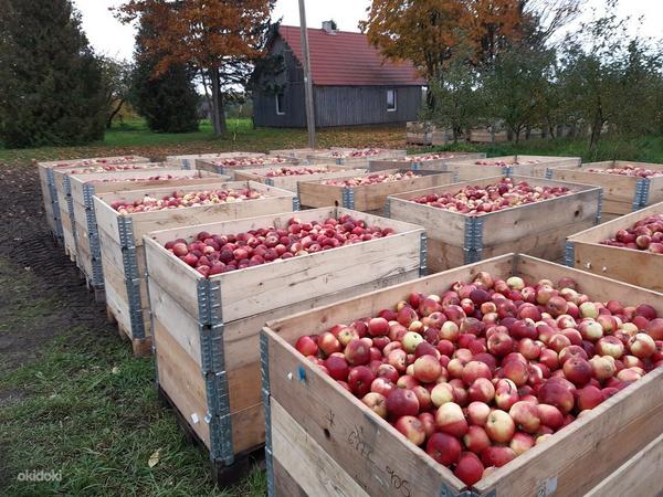 Большой яблочный сад 9.37 гектар (фото #9)
