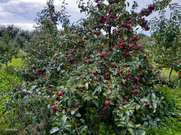 Большой яблочный сад 9.37 гектар (фото #11)