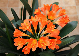 Suur lill potis, Clivia (õitseb) (2 foto / 2)