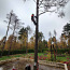Arboristi teenused, ohtlike puude langetamine, arborist (foto #2)