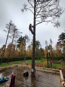Arboristi teenused, ohtlike puude langetamine, arborist (2 foto / 3)