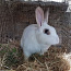 Маленький кролик мужского пола (фото #2)