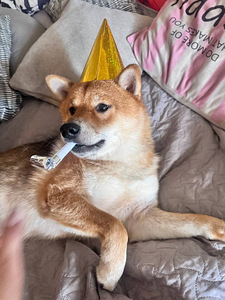 Ilus Shiba Inu isane (seesam) otsib pruuti Sugupuu (1 foto / 6)