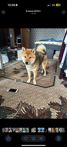 Ilus Shiba Inu isane (seesam) otsib pruuti Sugupuu (2 foto / 6)