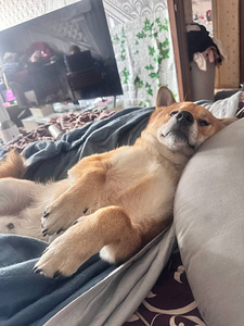 Ilus Shiba Inu isane (seesam) otsib pruuti Sugupuu (6 foto / 6)